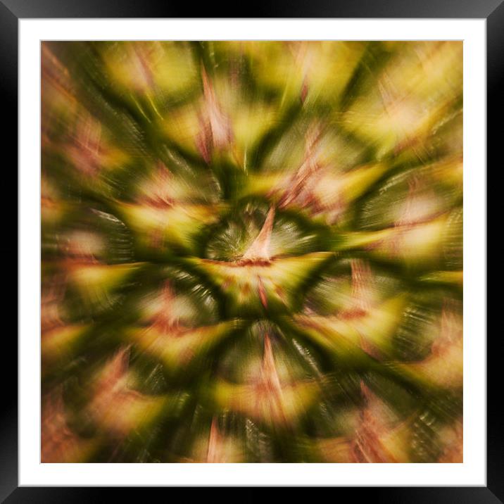 Pineapple Rush Framed Mounted Print by Tom Reed