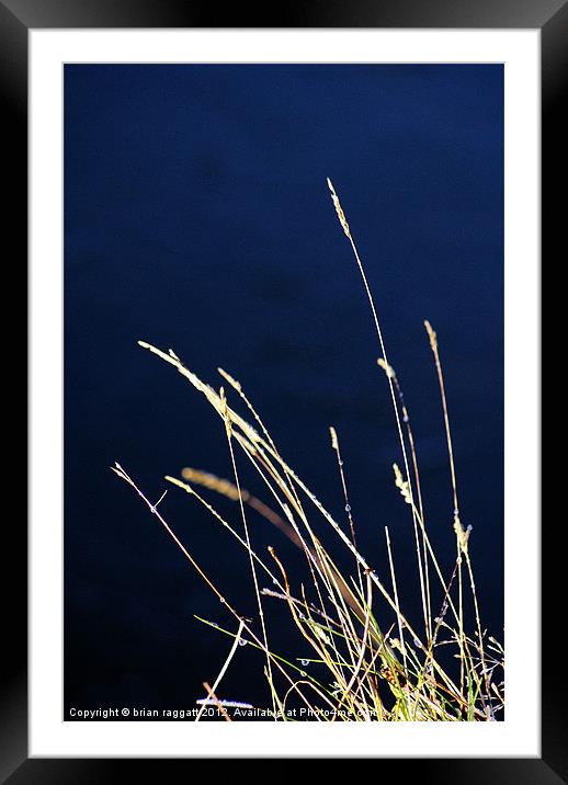 Evening Grass Framed Mounted Print by Brian  Raggatt