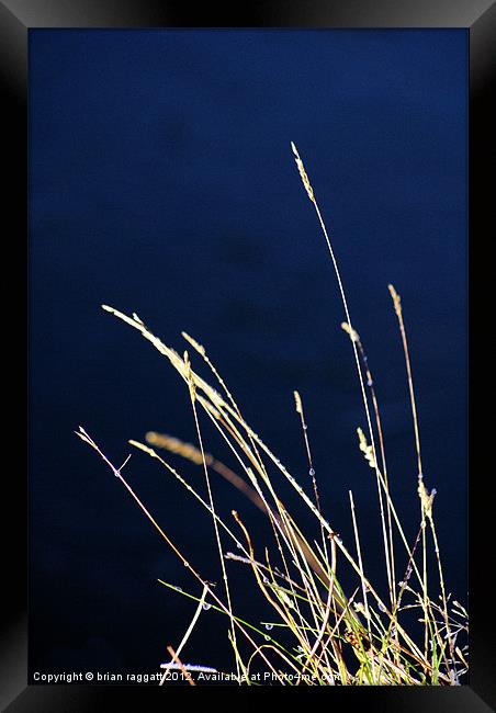 Evening Grass Framed Print by Brian  Raggatt