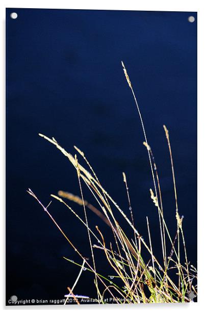 Evening Grass Acrylic by Brian  Raggatt