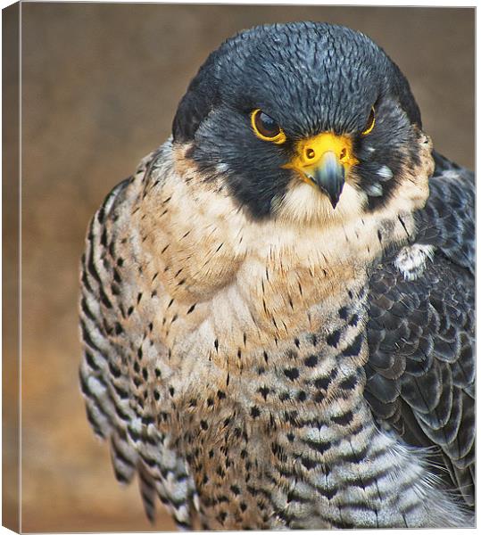 Merlin Canvas Print by John Dickson