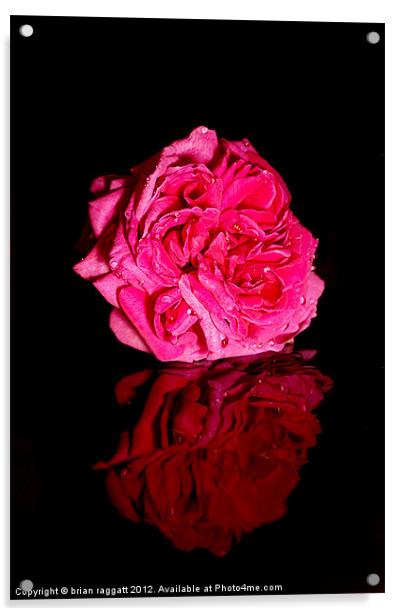 Pink Peony Acrylic by Brian  Raggatt