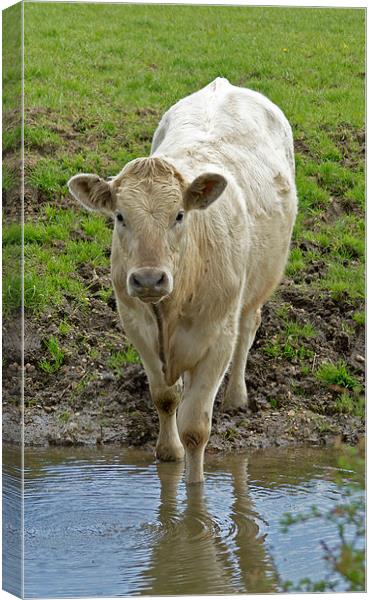 Young Bull Drinking Canvas Print by Bill Simpson