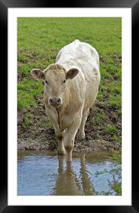 Young Bull Drinking Framed Mounted Print by Bill Simpson