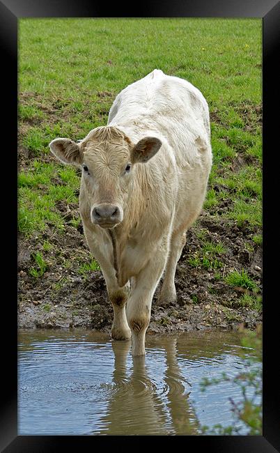 Young Bull Drinking Framed Print by Bill Simpson