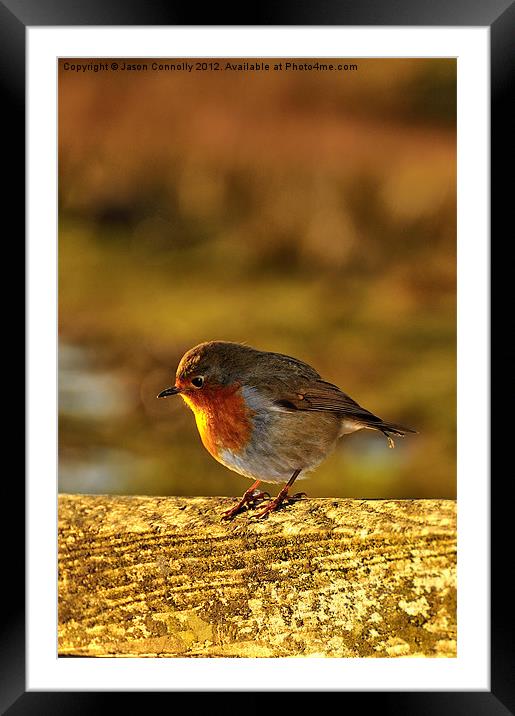 Winter Robin Redbreast Framed Mounted Print by Jason Connolly