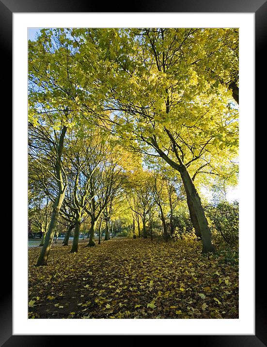 Autumn Avenue Framed Mounted Print by Stephen Wakefield