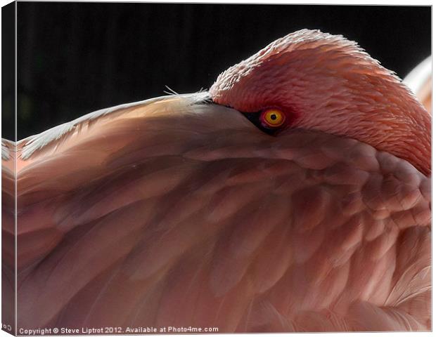 Greater Flamingo (Phoenicopterus roseus) Canvas Print by Steve Liptrot