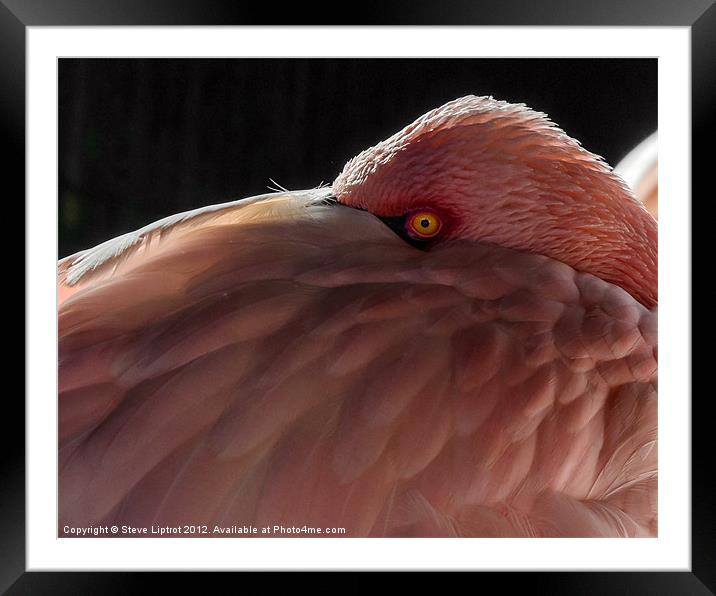 Greater Flamingo (Phoenicopterus roseus) Framed Mounted Print by Steve Liptrot