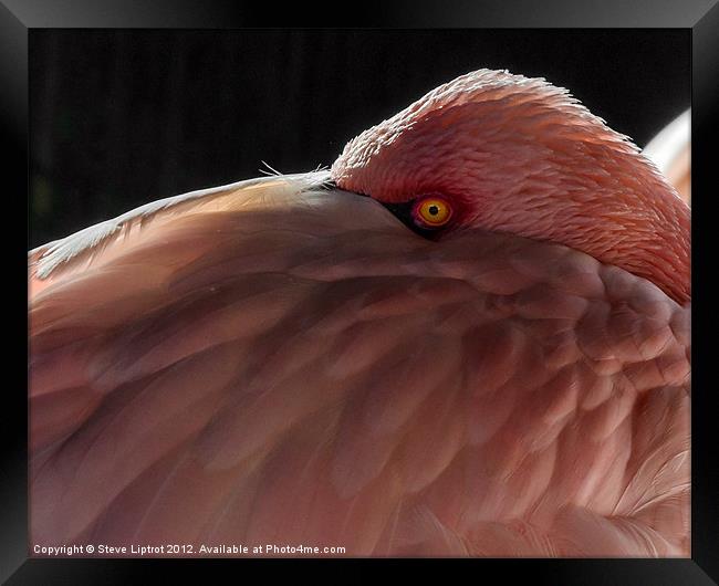 Greater Flamingo (Phoenicopterus roseus) Framed Print by Steve Liptrot