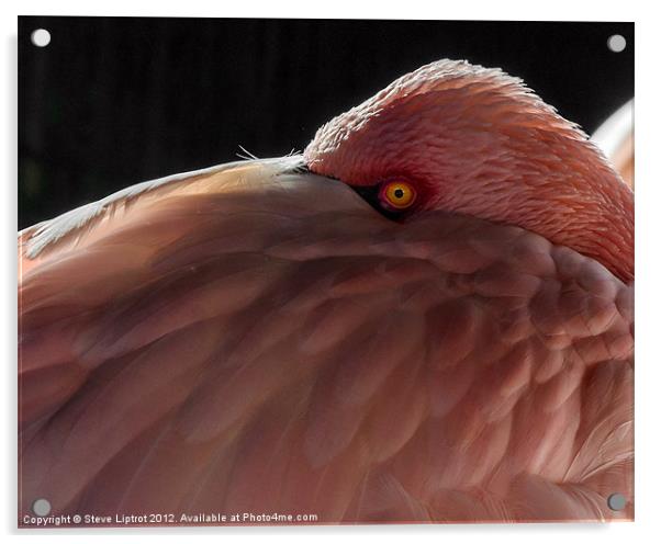 Greater Flamingo (Phoenicopterus roseus) Acrylic by Steve Liptrot