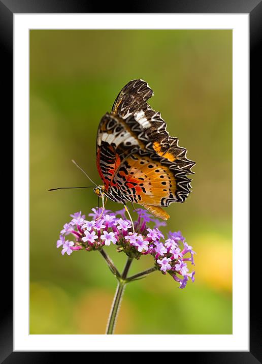 Drinking In The Sun Framed Mounted Print by Paul Shears Photogr