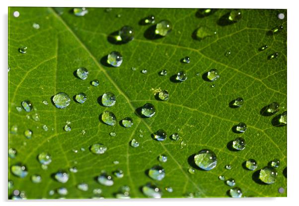 Summer Droplets Acrylic by Paul Shears Photogr