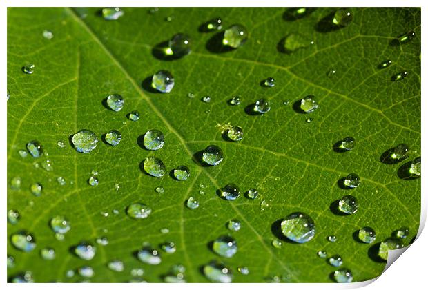 Summer Droplets Print by Paul Shears Photogr