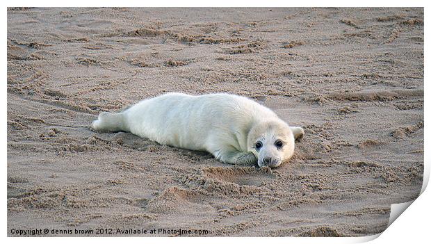 baby grey seal Print by dennis brown
