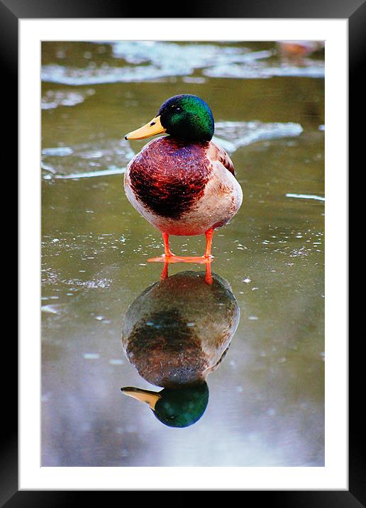 Duck, reflection Framed Mounted Print by Catherine Davies