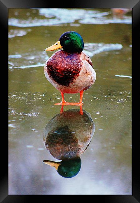 Duck, reflection Framed Print by Catherine Davies