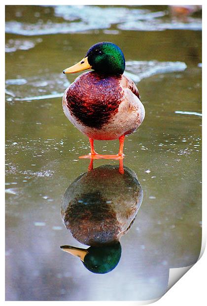 Duck, reflection Print by Catherine Davies