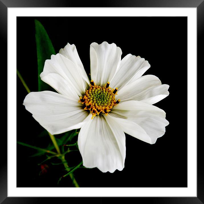 white cosmos Framed Mounted Print by Heather Newton