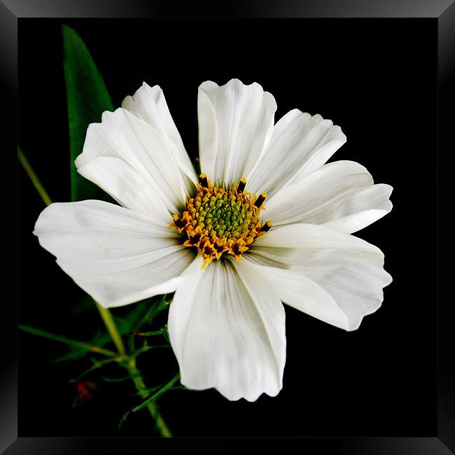 white cosmos Framed Print by Heather Newton