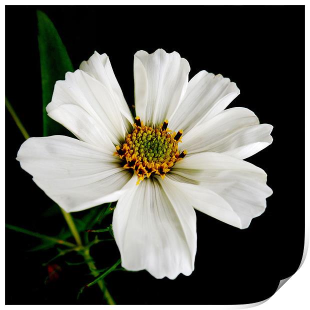 white cosmos Print by Heather Newton