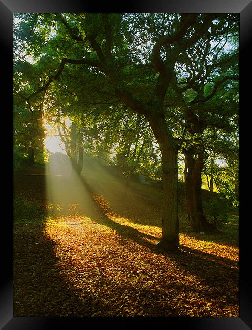 Light Rays in the Park Framed Print by Darren Galpin
