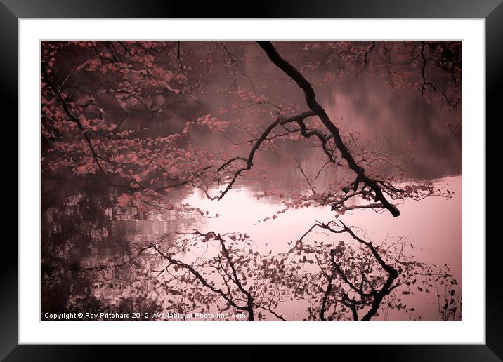 Reflected Branches Framed Mounted Print by Ray Pritchard