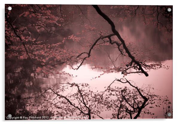 Reflected Branches Acrylic by Ray Pritchard