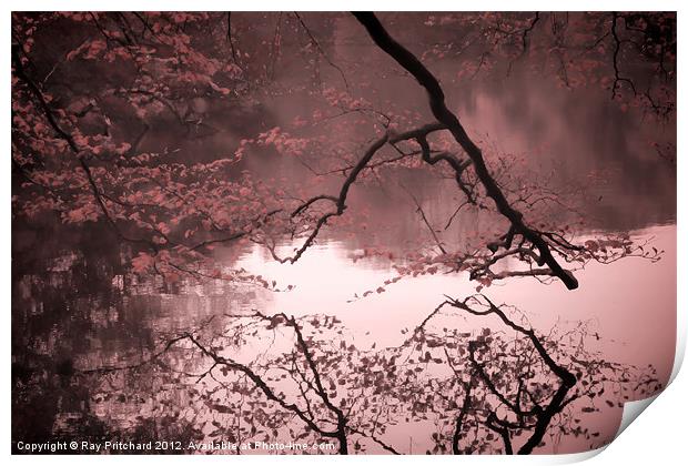 Reflected Branches Print by Ray Pritchard