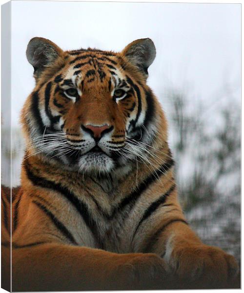 Tiger Canvas Print by Selena Chambers