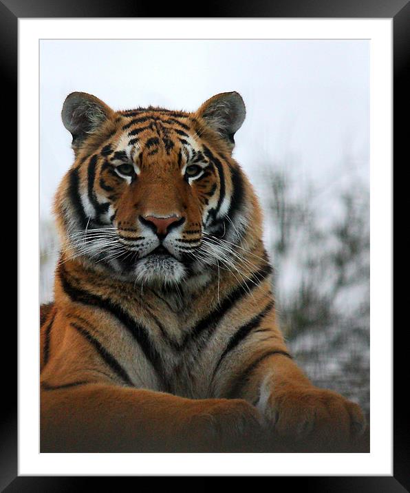 Tiger Framed Mounted Print by Selena Chambers