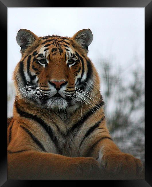 Tiger Framed Print by Selena Chambers