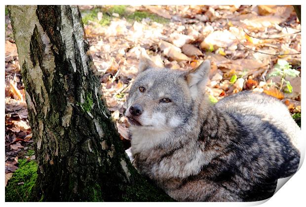 Wolf Print by Selena Chambers