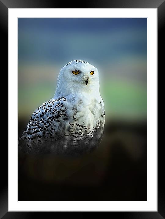 SNOWY OWL Framed Mounted Print by Anthony R Dudley (LRPS)