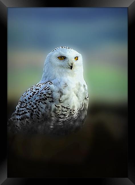 SNOWY OWL Framed Print by Anthony R Dudley (LRPS)