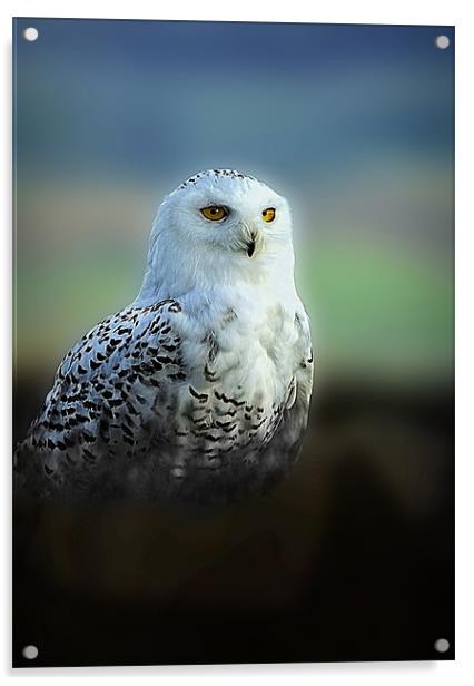 SNOWY OWL Acrylic by Anthony R Dudley (LRPS)