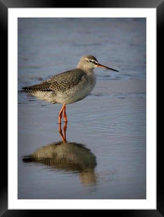 SPOTTED REDSHANK Framed Mounted Print by Anthony R Dudley (LRPS)