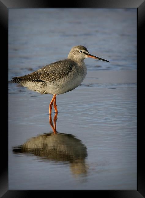 SPOTTED REDSHANK Framed Print by Anthony R Dudley (LRPS)