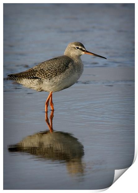 SPOTTED REDSHANK Print by Anthony R Dudley (LRPS)