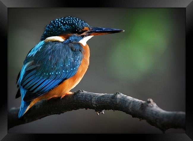 KINGFISHER Framed Print by Anthony R Dudley (LRPS)