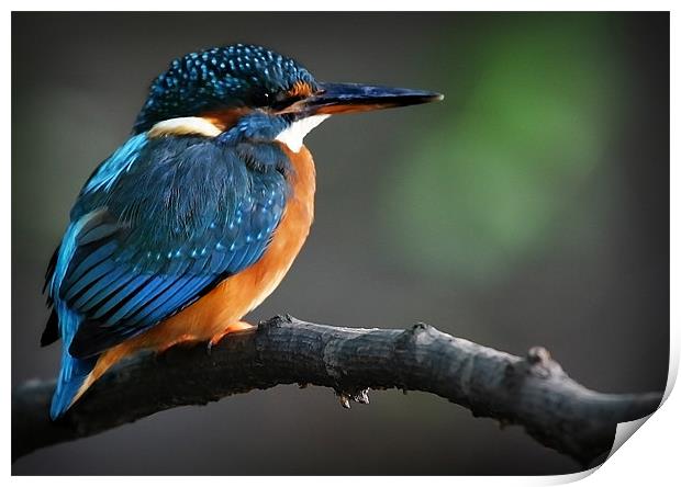 KINGFISHER Print by Anthony R Dudley (LRPS)