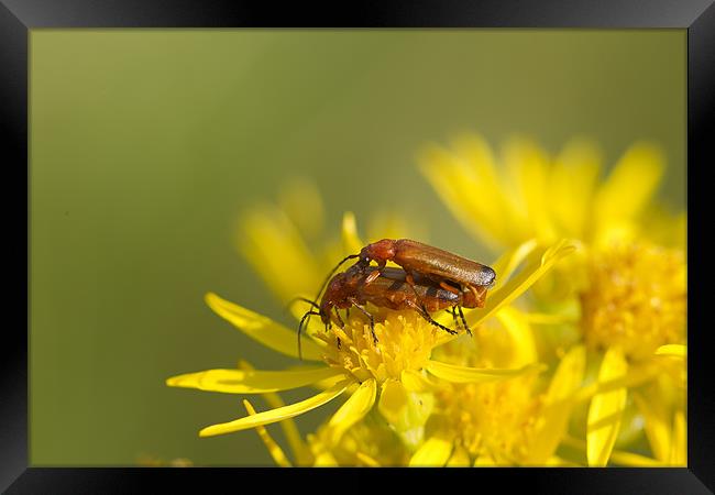 Soldier Beetles Mating Framed Print by Philip Berry