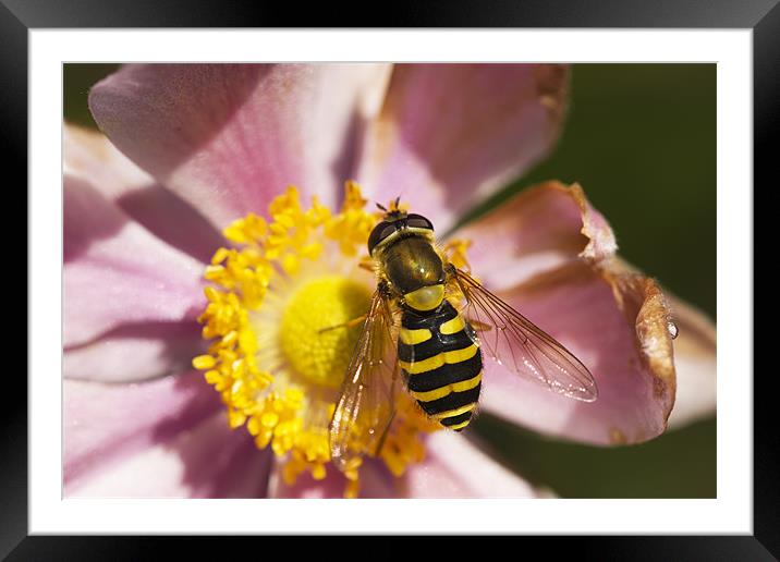 Nomad Bee Feeding Framed Mounted Print by Philip Berry
