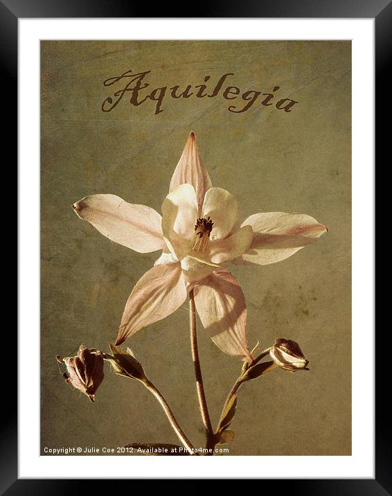 Aquilegia too. Framed Mounted Print by Julie Coe
