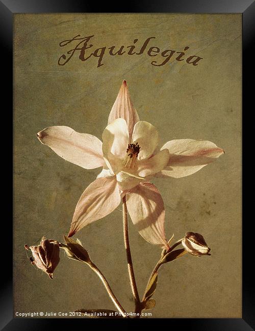 Aquilegia too. Framed Print by Julie Coe