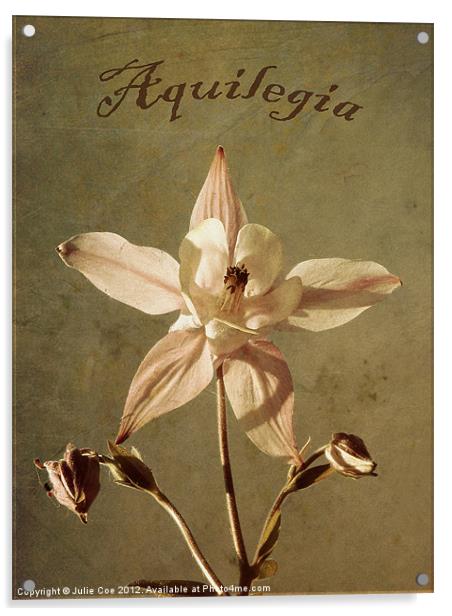 Aquilegia too. Acrylic by Julie Coe