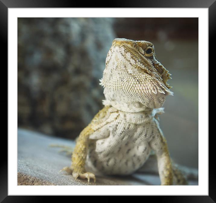 Bearded Dragon Framed Mounted Print by Tom Reed