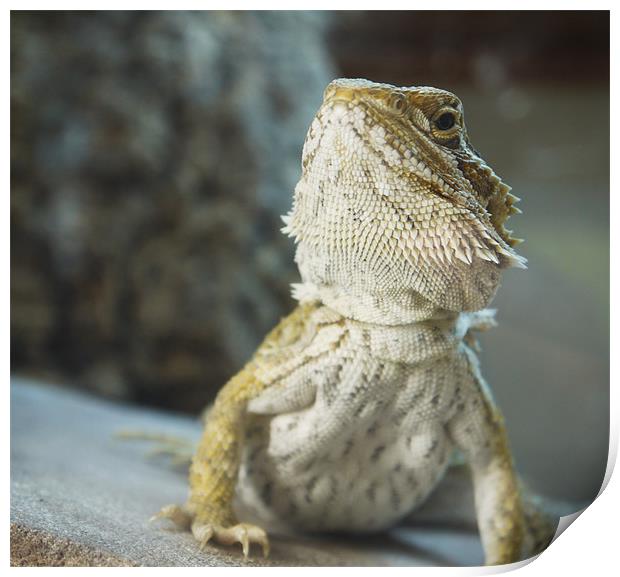 Bearded Dragon Print by Tom Reed