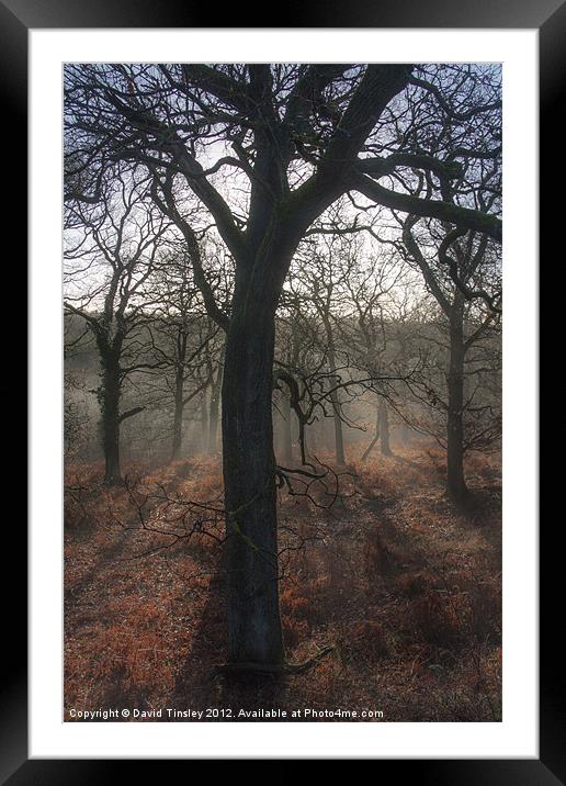 Highlighted Oaks Framed Mounted Print by David Tinsley