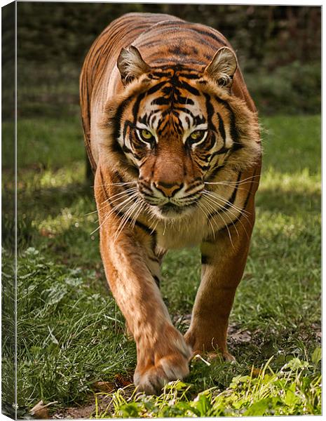 Sumatran Tiger Canvas Print by John Dickson